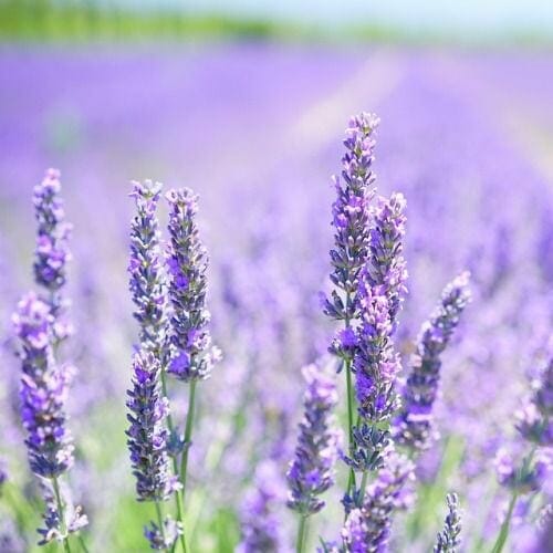A close-up of a field of Lavandula 'Grosso' Lavender from a 6" Pot, with its vibrant purple flowers in full bloom under a clear sky, captures the enchanting beauty of this plant.