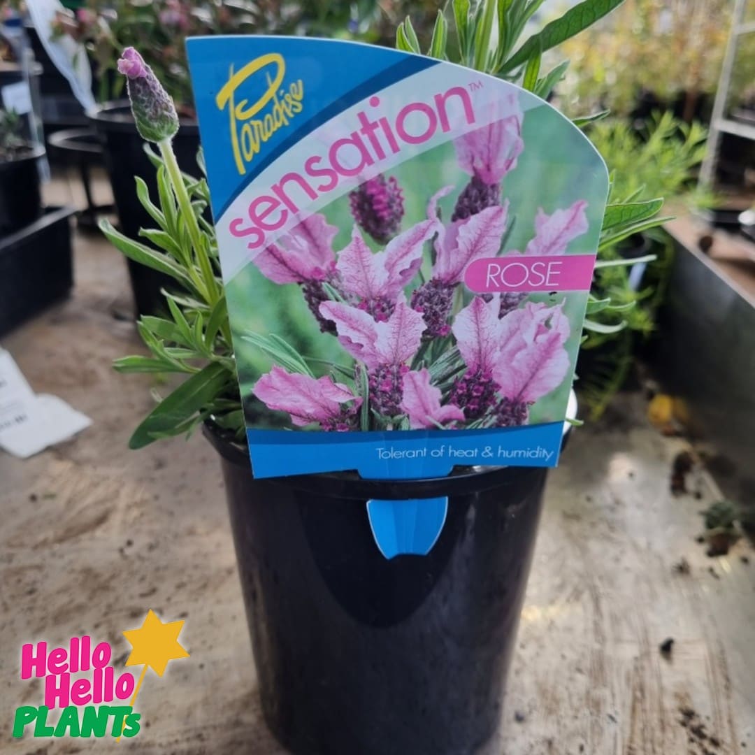 Lavandula 'Sensation™ Rose' Lavender 6" Pot