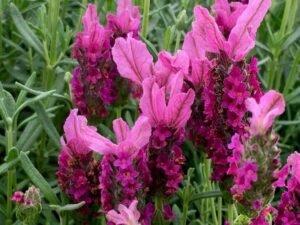 Close-up of vibrant Lavandula 'Sensation™ Rose' flowers with lush green foliage in the background, elegantly displayed in a 6" pot.