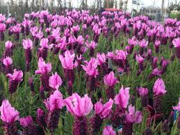 A field of Lavandula 'Sensation™ Rose' Lavender in 6" pots stretches out with vibrant purple flowers amidst green foliage, creating a stunning visual sensation.