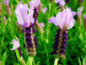Close-up of Lavandula 'Sensation™ Blue' Lavender in a 6" pot, showcasing vibrant purple and pink flowers against lush green foliage.