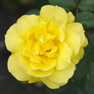 A close-up of the Rose 'Limelight' Bush Form showcases a blooming yellow rose with layered petals glistening with dewdrops, set against the dark green foliage. This composition exudes an enchanting limelight that highlights nature's delicate artistry.