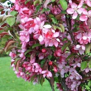 A Malus 'Rejoice™' Crab Apple, planted in a 10'' pot, stands gracefully against a grassy background with clusters of vibrant pink blossoms and green leaves.