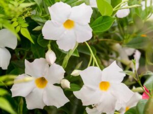 Introducing the Mandevilla 'Jade White' 7" Pot: this plant features elegant white flowers with vibrant yellow centers, beautifully contrasted against lush green leaves. It adds a touch of charm to any space.
