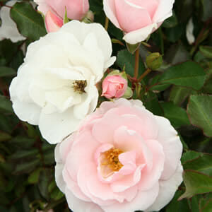 A close-up of lush green leaves and pink flowers, featuring the Rose 'Many Happy Returns' 2ft Standard and various white roses, captures a scene of flourishing beauty.