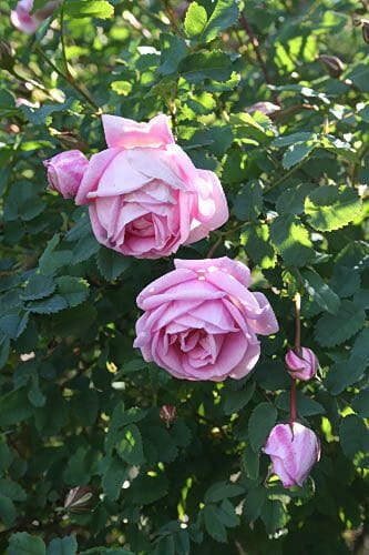Two flourishing pink roses nestled among verdant leaves, accompanied by several budding rosebuds, evoke the graceful beauty of climbing roses such as the Rose 'Martina' Climber.