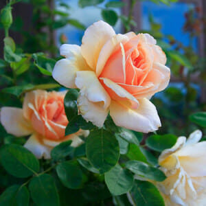 The 'Mcleod's Daughters' rose bush features peach-colored blooms in a charming rustic style, beautifully complemented by lush green leaves.