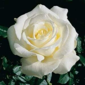 A close-up of a blooming white Rose 'Memoire' 3ft Standard, its petals artfully unfolding against a backdrop of lush green leaves.