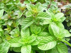 A close-up of Mint 'Berries and Cream' leaves thriving in a garden, capturing the refreshing aroma that beautifully complements a delightful berries and cream dessert.