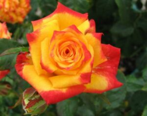 The yellow and red blooms of the Rose 'Model of Perfection' Bush Form stand out elegantly against a lush backdrop of green leaves.