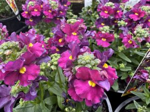 Nemesia 'Raspberry Lemonade' in a 15cm pot features vibrant magenta and purple flowers with yellow centres nestled among green foliage, evoking the refreshing look of raspberry lemonade.