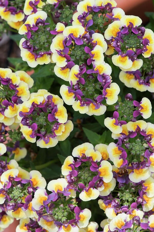 The Nemesia 'Rhubarb and Custard' boasts clusters of purple and yellow flowers with green centers, thriving in a lush 6" pot surrounded by vibrant green foliage.