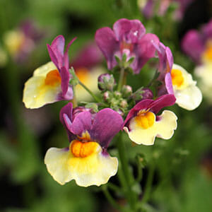 The Nemesia 'Rhubarb and Custard' in a 6" pot showcases stunning purple and yellow blooms, beautifully contrasted against vibrant green stems and leaves.
