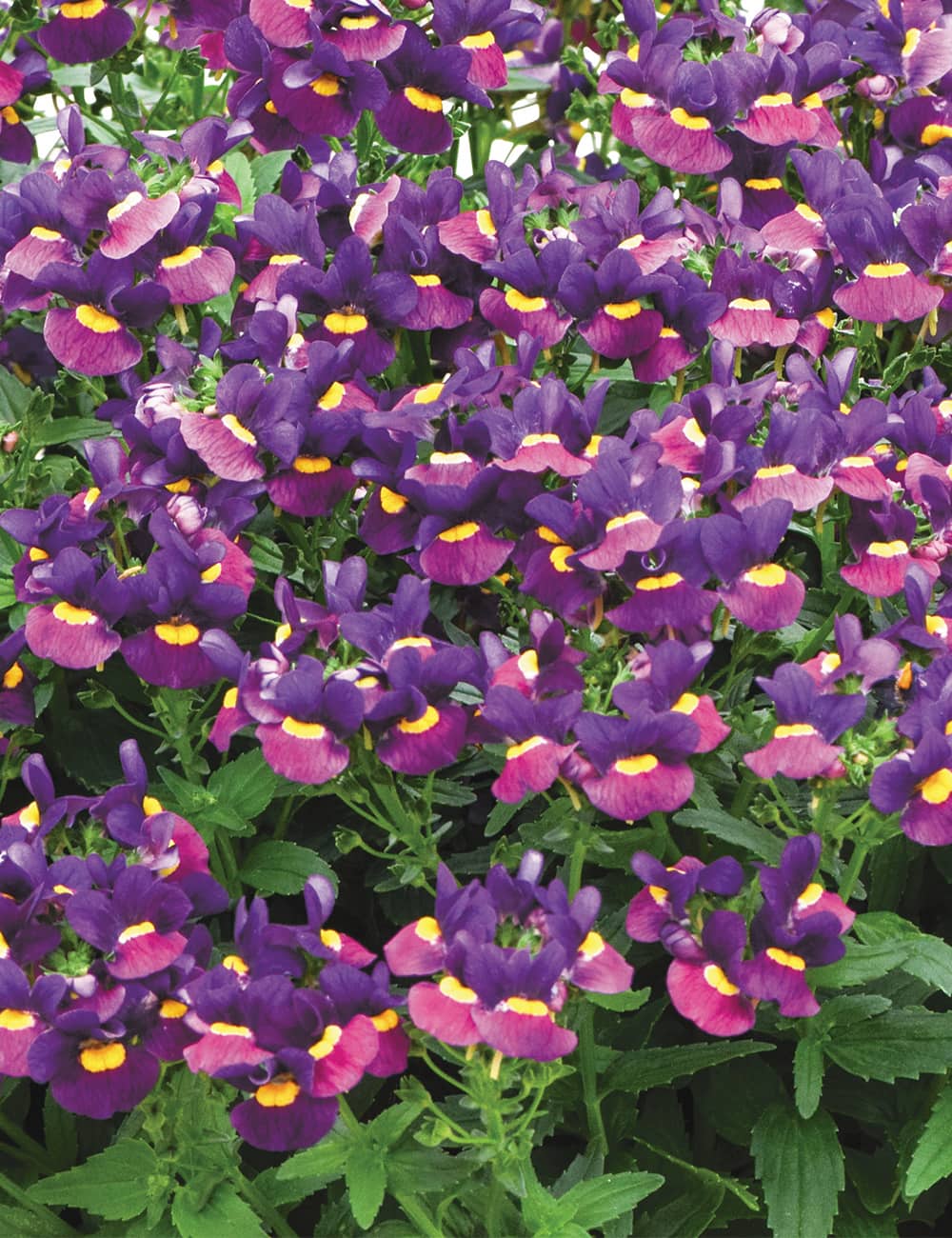 The Nemesia 'Sugarberry' in a 6" pot flourishes with clusters of purple and pink flowers featuring yellow centers, all set against a backdrop of vibrant green leaves.