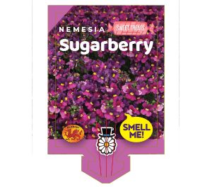 Label for Nemesia 'Sugarberry' flowers in a 6" pot, showcasing a purple and yellow design with the phrases "Sweet Treats" and "Smell Me!