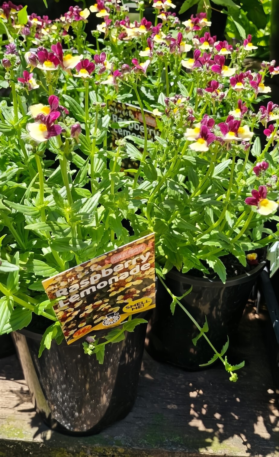 Displayed outdoors, the Nemesia 'Raspberry Lemonade' blooms with small pink and yellow flowers in a charming 6" pot.