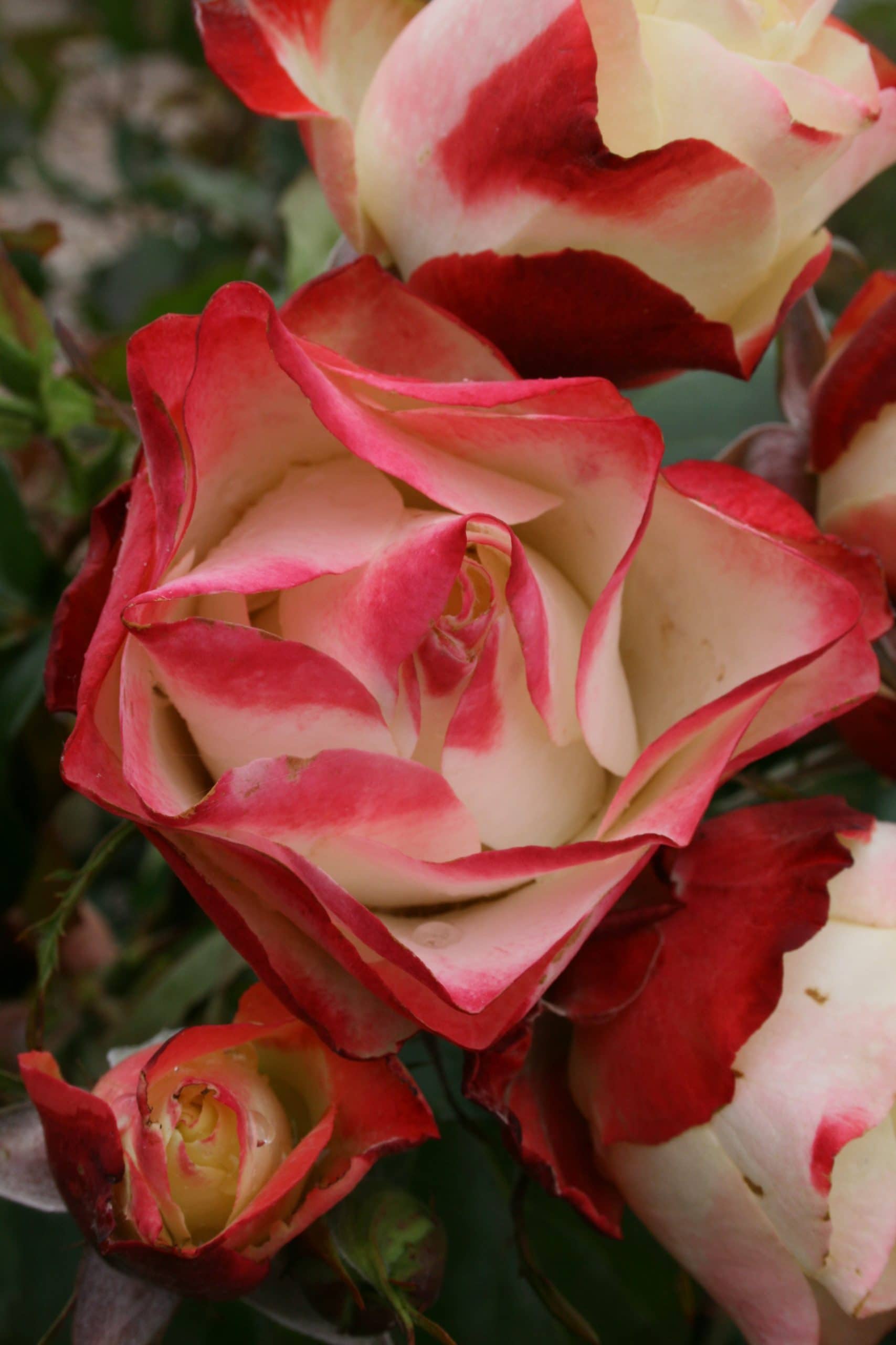 A close-up view of the Rose 'Origami' Bush Form displays its blooming roses with intricate red and white petals, surrounded by vibrant green leaves and partially opened buds.