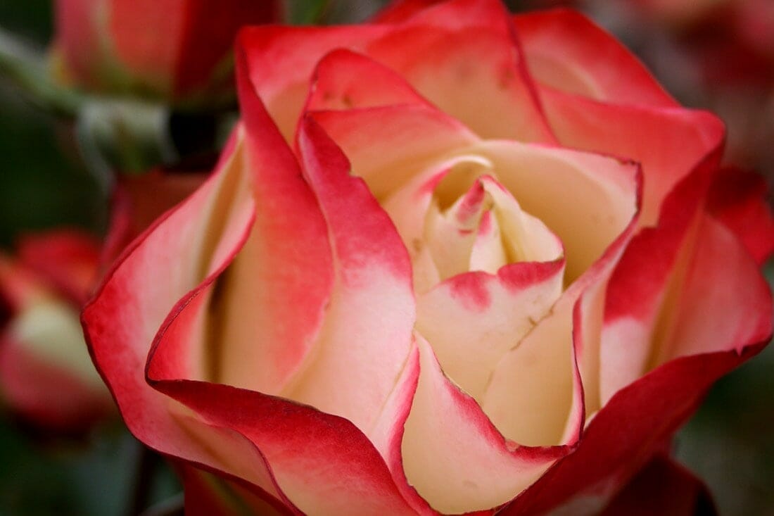 Close-up of the Rose 'Origami' Bush Form with cream and red petals, partially opened and artfully displayed in natural lighting, gracefully highlighting its delicate origami-like folds.