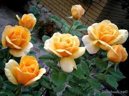 Close-up of several blooming 'Our Copper Queen' PBR roses with vibrant orange petals and lush green leaves, creating a stunning display in the garden.