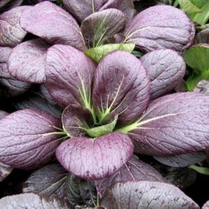 A close-up view of Pak Choi 'Purple' Baby Bok Choi in a 3" pot, showcasing its vibrant leaves adorned with glistening water droplets.