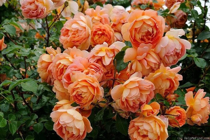 A cluster of Rose ‘Pat Austin®’ in bush form fully blooms with its stunning peach color against a backdrop of lush green leaves, exemplifying elegance.