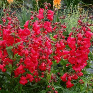 Penstemon 'Cha Cha Cherry' in a 6" pot showcases clusters of vibrant red flowers nestled amidst lush green foliage, creating a striking display in the garden.