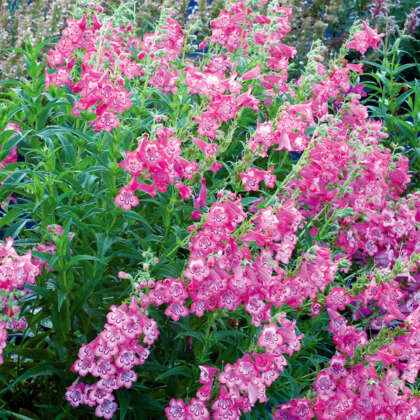 Penstemon 'Cha Cha Pink' flowers, in full bloom, burst from the 6" pot, surrounded by vibrant green foliage.