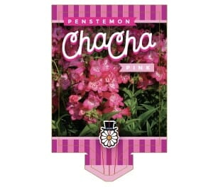 The label for the Penstemon 'Cha Cha Pink' 6" Pot showcases vibrant pink blooms with green leaves and features a whimsical daisy wearing a top hat at the bottom.