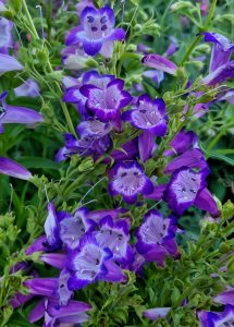 Penstemon 'Cha Cha Lavender' in a 6" pot showcases purple and white bell-shaped flowers with lush green leaves.