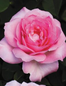 Close-up of a pink Rose 'Perfume Passion' Bush Form in full bloom, showcasing delicate petals with varying shades of pink against a dark green background.