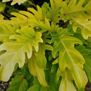 Close-up of a Philodendron 'Gold Bullion' in a 6" pot, featuring large, glossy, yellow-green leaves with gracefully wavy edges.