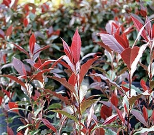 A row of Photinia 'Wonder Hedge' planted in 6" pots forms a breathtaking garden backdrop, with its red-tinted leaves perfectly aligned like a natural masterpiece.