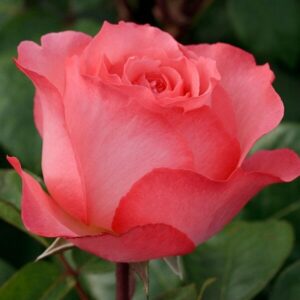 Close-up of a blooming pink Rose 'Pink Panther' Bush Rose with lush green leaves in the background.
