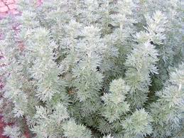 The Artemisia 'Powis Castle' Wormwood, offered in a 6" pot, features dense growth of silvery-green foliage with finely divided leaves, reminiscent of the lush gardens at Powis Castle.