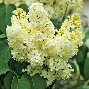 Syringa 'Primrose' Lilac, featured in a 10" pot, showcases clusters of pale yellow flowers set against a backdrop of vibrant green leaves.