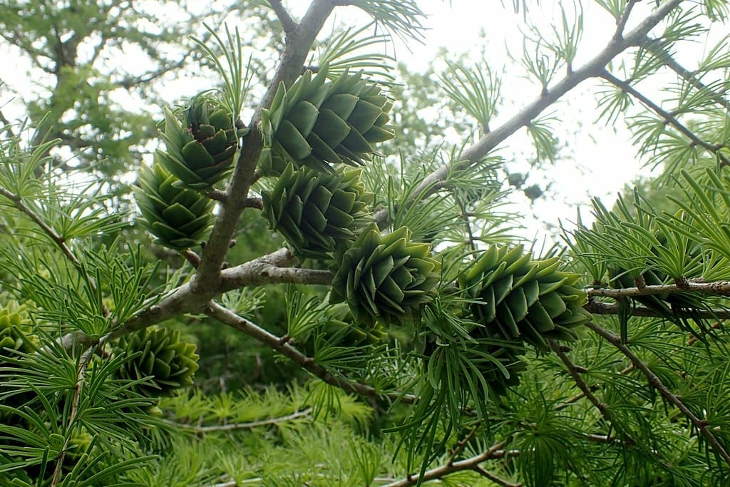 Close-up of green pine cones on a tree branch with needle-like leaves, showcasing the delicate beauty of Pseudolarix 'Golden Larch' in an 8" pot. The scene is set against a background of blurred foliage, enhancing the natural allure typically associated with this stunning plant.