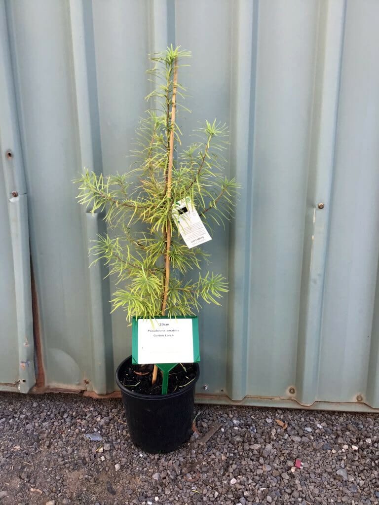 A Pseudolarix 'Golden Larch' in an 8" pot, featuring thin branches and sparse green needles, stands against a corrugated metal background with two labels delicately attached to its slender form.