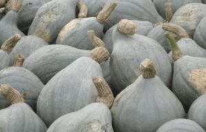 A collection of 'Blue Hubbard' pumpkins from the 4" pots, featuring rough, tan stems clustered closely together.
