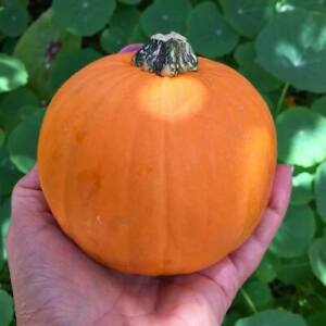 A hand holds a small, round Pumpkin 'Golden Nugget' 4" Pot with a green stem, set against a backdrop of lush green leaves.