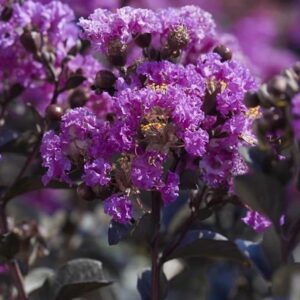 Close-up of the vibrant purple flowers from the Lagerstroemia 'Diamonds In The Dark®' (Purely Purple) Crepe Myrtle 16'' Pot, featuring dark green leaves against a background of similar shimmering blooms.