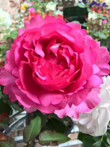 A close-up of the vibrant Rose 'Queen Adelaide' 2ft Standard in full bloom, surrounded by lush green leaves and blurred background flowers.