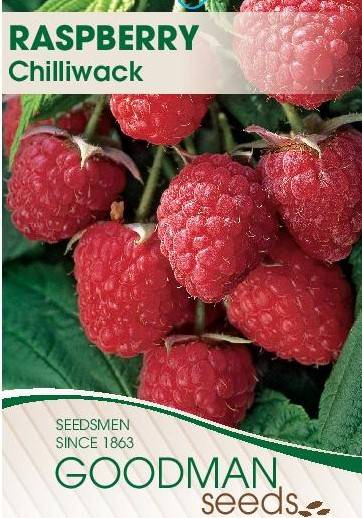 Label for Rubus 'Chilliwack' Raspberry 6" Pot by Goodman Seeds, featuring a detailed image of vibrant red raspberries surrounded by lush green foliage. Perfect for any raspberry pot or garden, these Rubus fruits offer an explosion of flavor and color.