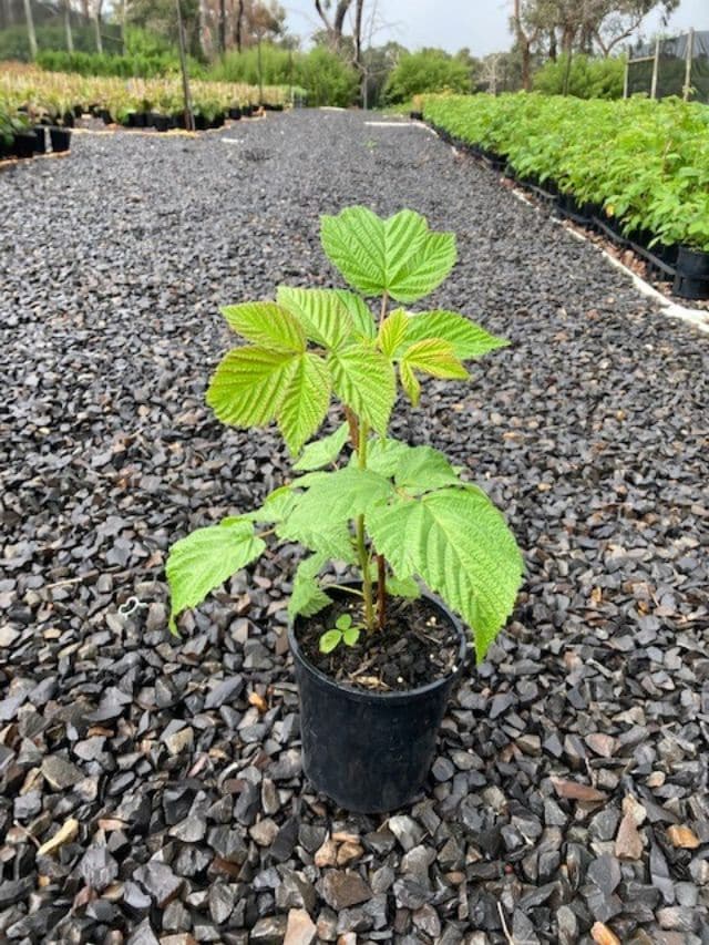 Rubus 'Chilcotin' Raspberry' 6" Pot