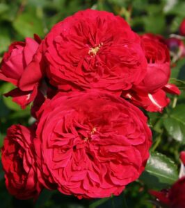 Close-up of the vibrant Rose 'Red Riding Hood' 3ft Standard, showcasing lush, layered petals surrounded by verdant green leaves basking in sunlight.