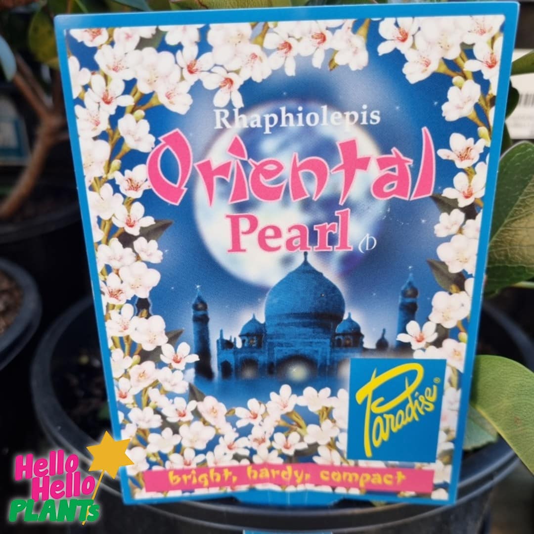 Rhaphiolepis 'Oriental Pearl' Indian Hawthorn 7" Pot