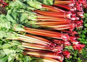 Bundles of Rhubarb 'Sydney Crimson' stalks with lush green leaves are tied together and displayed elegantly on a surface.