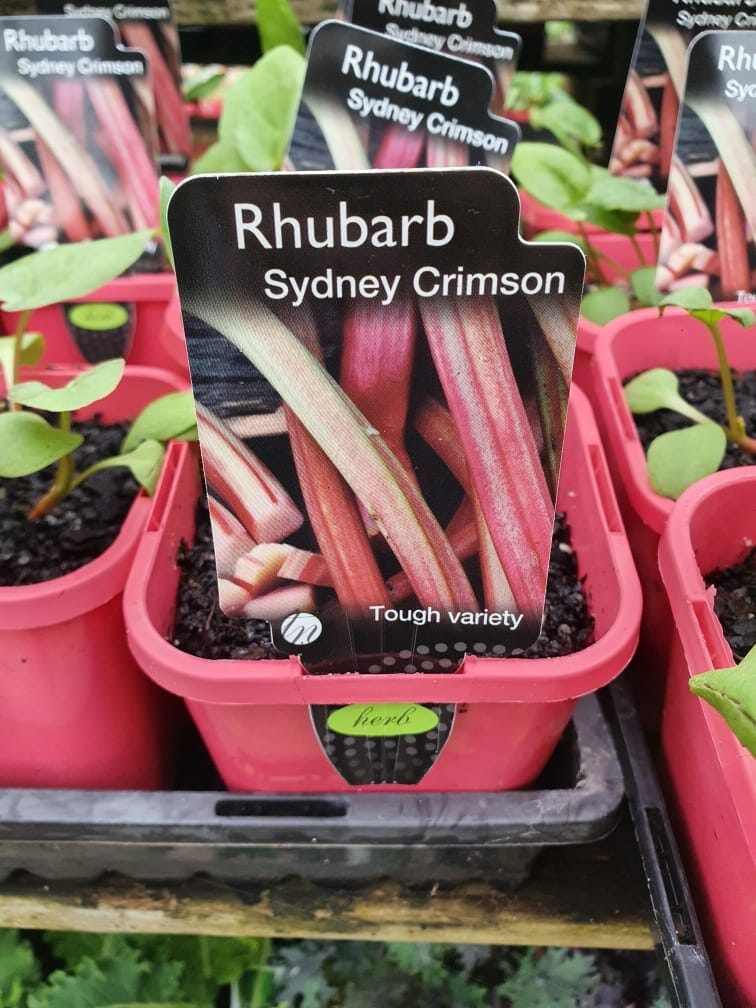 Rhubarb 'Sydney Crimson' plants, recognized for their durability, are offered in striking 4" pots. These vibrant red containers are ideal for infusing your garden with a splash of color and resilience.