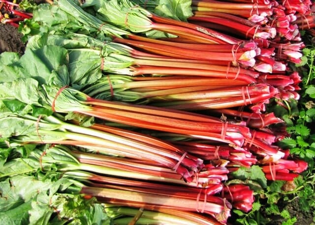 Bundles of Rhubarb 'Sydney Crimson' stalks with lush green leaves are tied together and displayed elegantly on a surface.