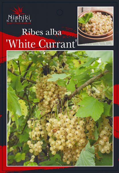 Ribes 'White Currant'