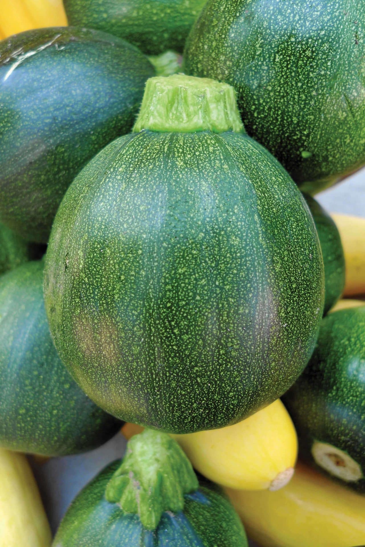 A close-up of round green Zucchini 'Ronde de Nice' in a 4" pot, with several yellow squashes gently accentuating the background.